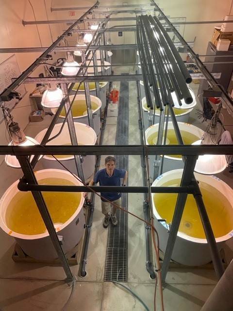 Dr. Al Steinman stands in AWRI's mesocosm facility.